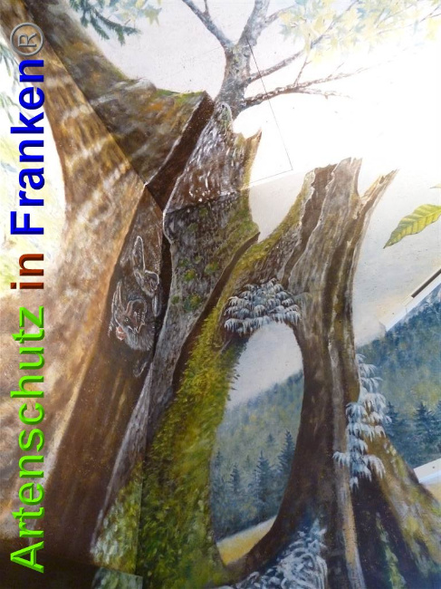 © Artenschutz in Franken® / Müller Bild zum Eintrag (1027189-160)