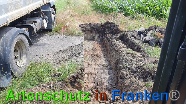 © Artenschutz in Franken® Bild zum Eintrag (1027283-160)