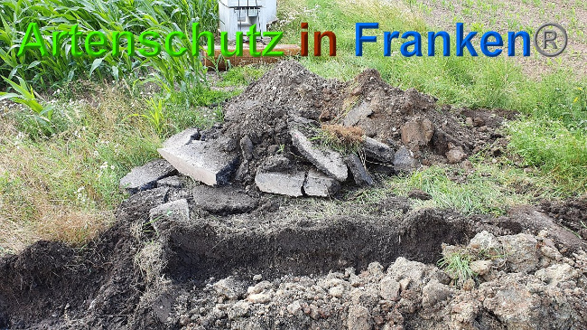 © Artenschutz in Franken® Bild zum Eintrag (1027286-160)