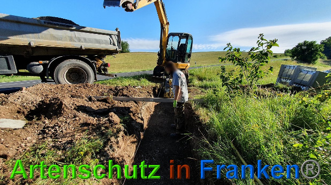 © Artenschutz in Franken® Bild zum Eintrag (1027289-160)