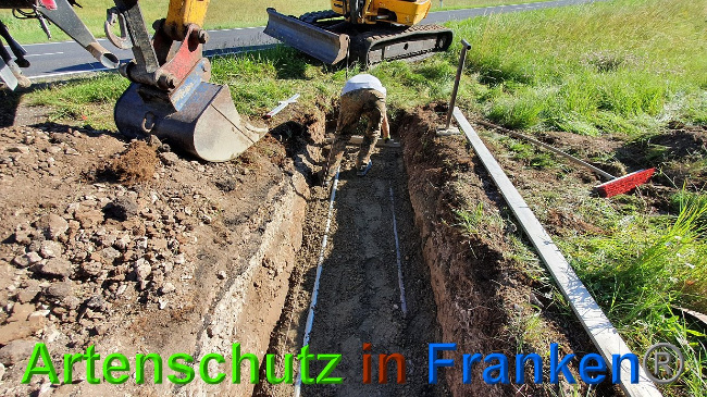 © Artenschutz in Franken® Bild zum Eintrag (1027290-160)