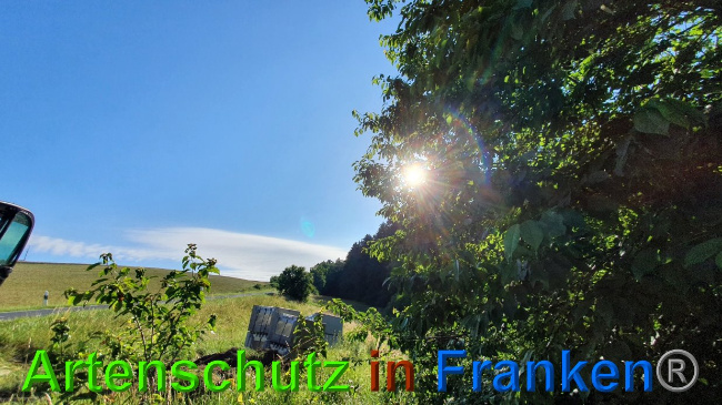 © Artenschutz in Franken® Bild zum Eintrag (1027293-160)