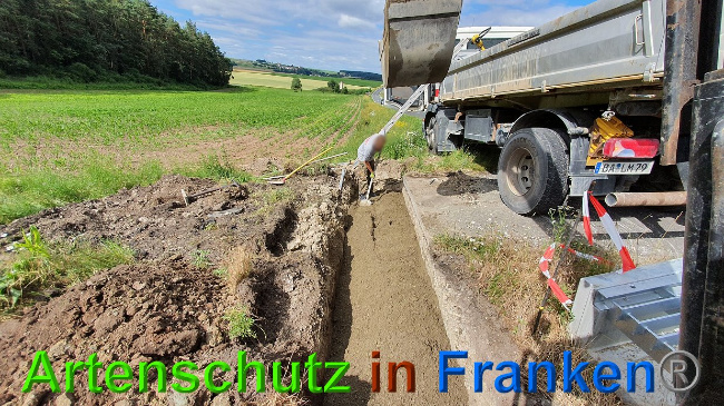 © Artenschutz in Franken® Bild zum Eintrag (1027302-160)