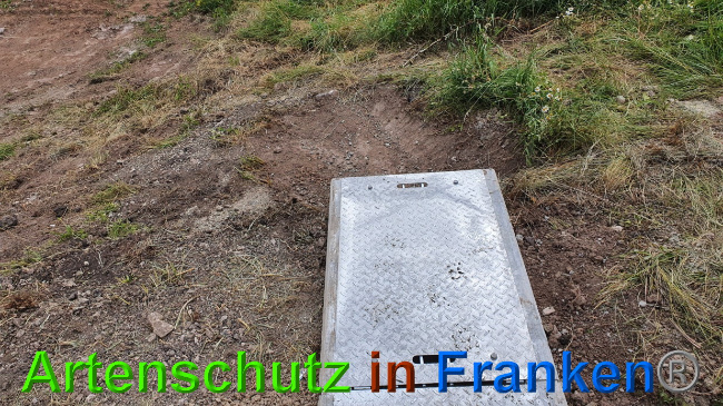 © Artenschutz in Franken® Bild zum Eintrag (1027316-160)