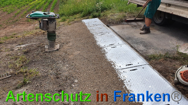 © Artenschutz in Franken® Bild zum Eintrag (1027319-160)
