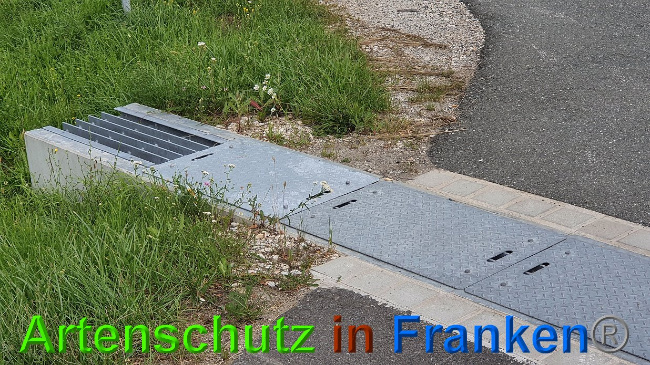 © Artenschutz in Franken® Bild zum Eintrag (1027328-160)