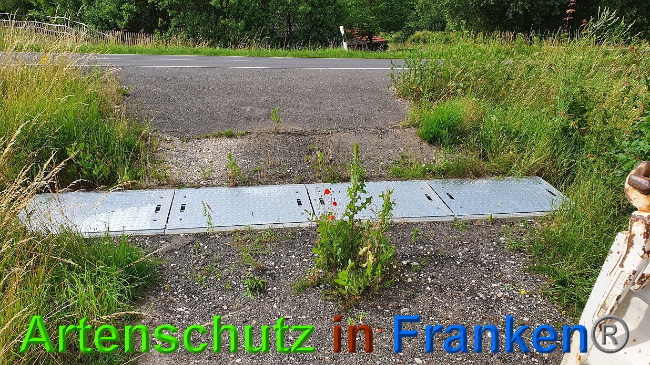© Artenschutz in Franken® Bild zum Eintrag (1027332-160)