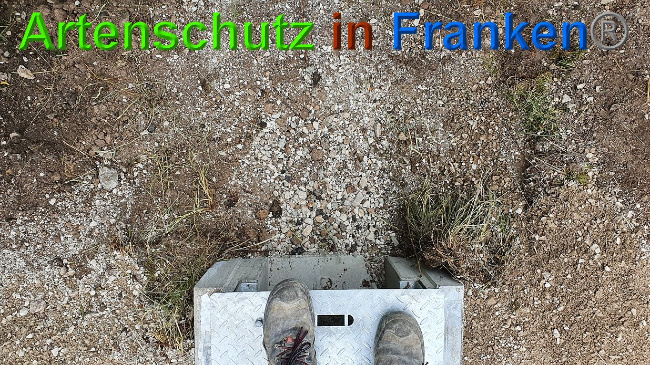 © Artenschutz in Franken® Bild zum Eintrag (1027338-160)