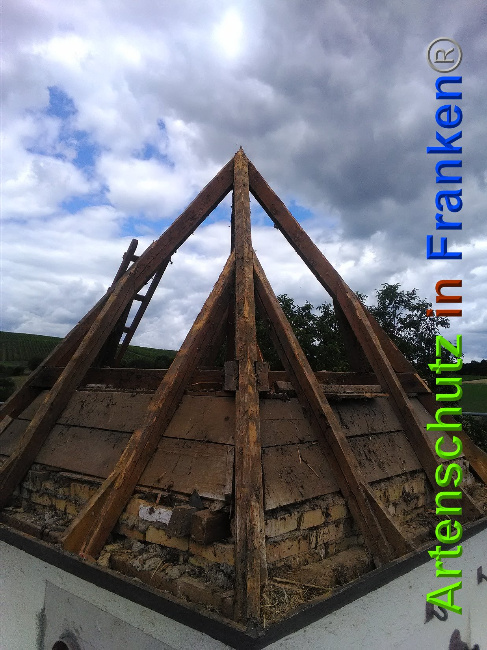 © Artenschutz in Franken® Bild zum Eintrag (1027424-160)