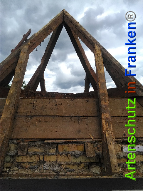 © Artenschutz in Franken® Bild zum Eintrag (1027427-160)