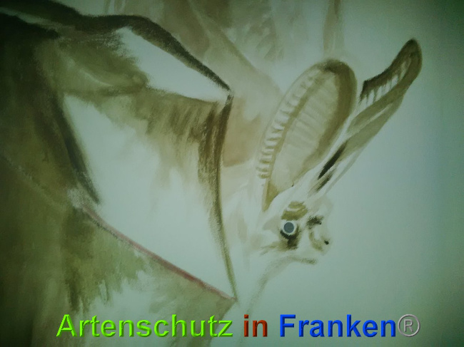 © Artenschutz in Franken® / Horn Bild zum Eintrag (1027451-160)