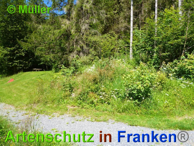 © Artenschutz in Franken® / Müller Bild zum Eintrag (1027483-160)
