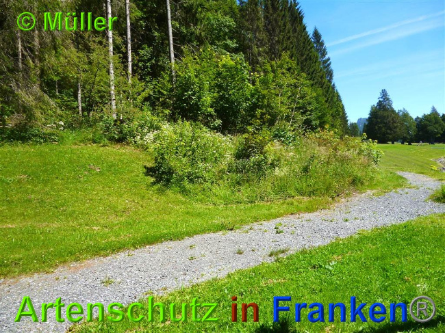 © Artenschutz in Franken® / Müller Bild zum Eintrag (1027484-160)