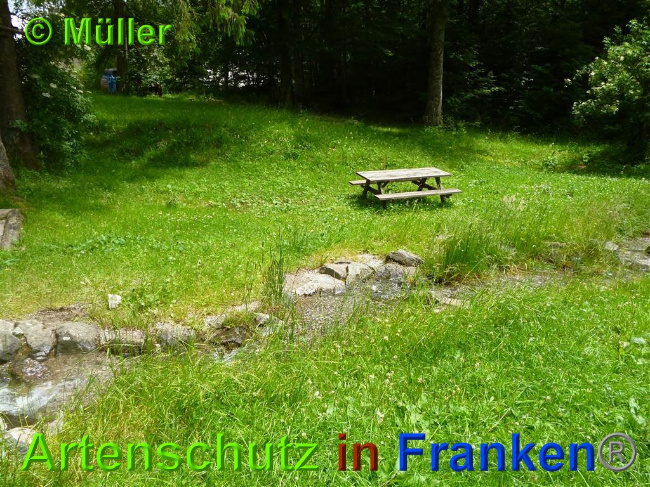 © Artenschutz in Franken® / Müller Bild zum Eintrag (1027491-160)