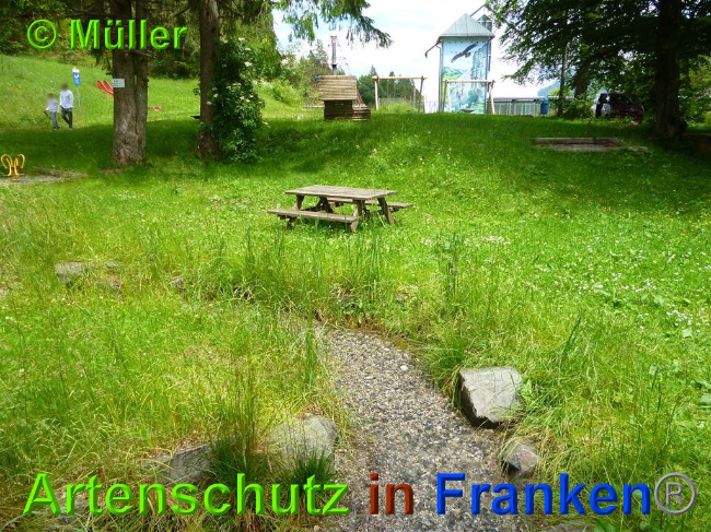 © Artenschutz in Franken® / Müller Bild zum Eintrag (1027492-160)