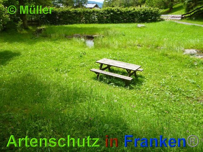 © Artenschutz in Franken® / Müller Bild zum Eintrag (1027493-160)