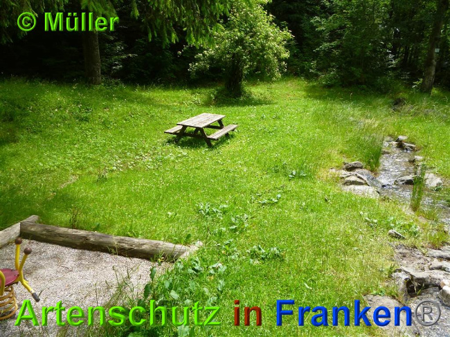 © Artenschutz in Franken® / Müller Bild zum Eintrag (1027494-160)