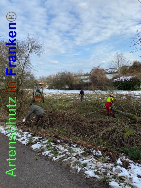© Artenschutz in Franken® / Keber Bild zum Eintrag (1027581-160)