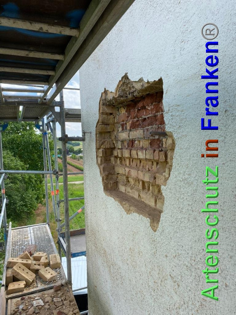 © Artenschutz in Franken® / Keber Bild zum Eintrag (1027587-160)