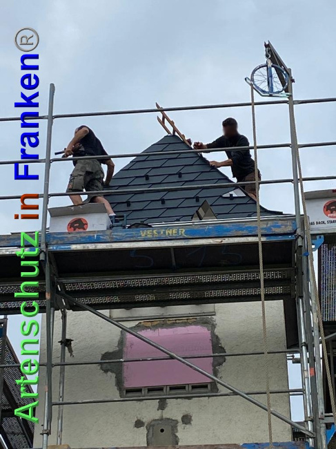 © Artenschutz in Franken® Bild zum Eintrag (1027593-160)