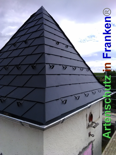 © Artenschutz in Franken® Bild zum Eintrag (1027607-160)