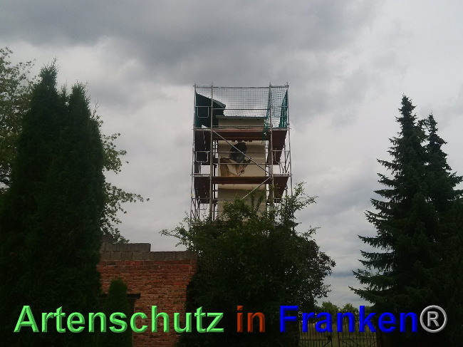 © Artenschutz in Franken® Bild zum Eintrag (1027617-160)