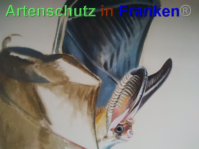 © Artenschutz in Franken® Bild zum Eintrag (1027620-160)
