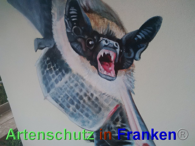© Artenschutz in Franken® Bild zum Eintrag (1027621-160)