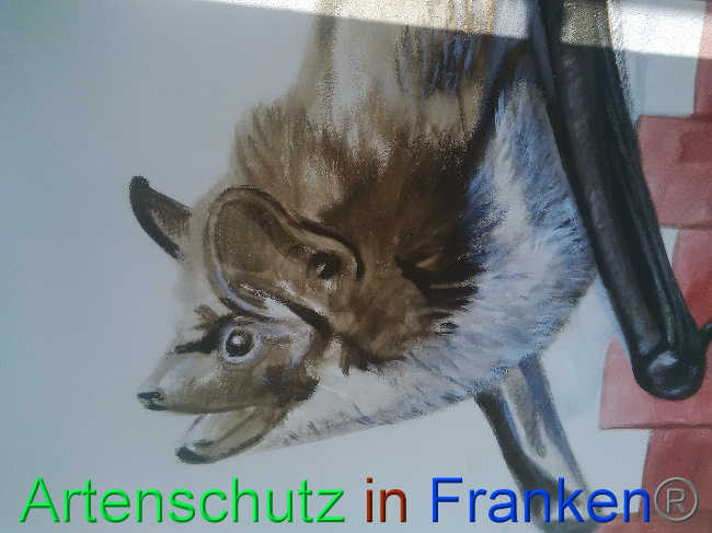 © Artenschutz in Franken® Bild zum Eintrag (1027818-160)