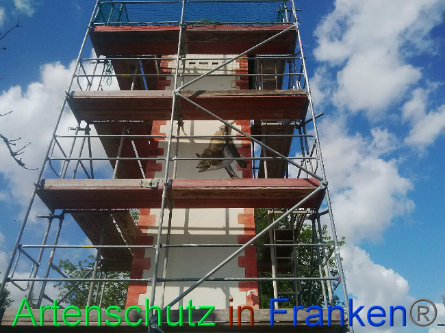 © Artenschutz in Franken® Bild zum Eintrag (1027819-160)