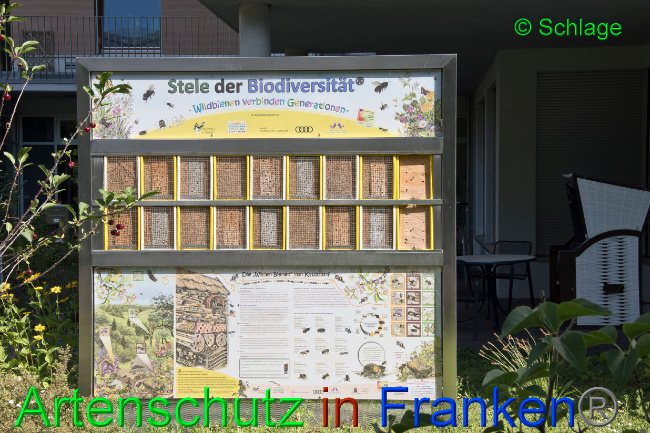© Artenschutz in Franken® / Schlage Bild zum Eintrag (1027850-160)