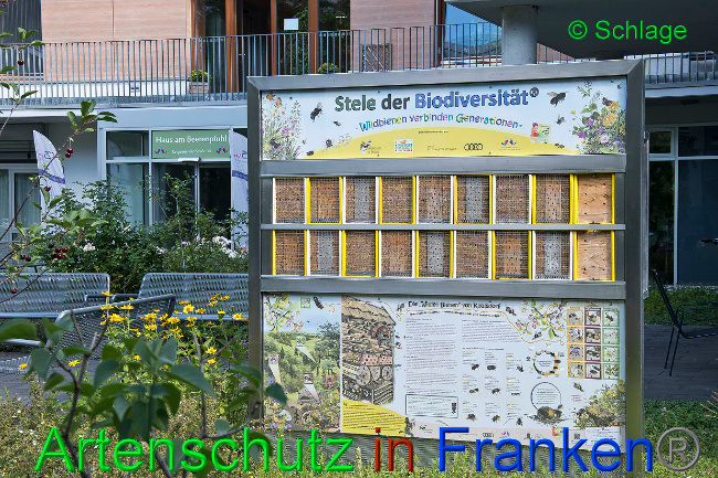 © Artenschutz in Franken® / Schlage Bild zum Eintrag (1027851-160)