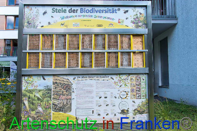 © Artenschutz in Franken® / Schlage Bild zum Eintrag (1027852-160)