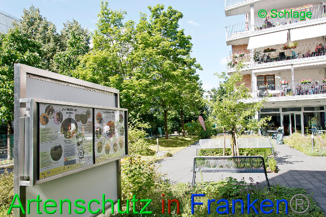 © Artenschutz in Franken® / Schlage Bild zum Eintrag (1027854-160)