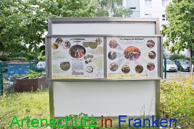 © Artenschutz in Franken® / Schlage Bild zum Eintrag (1027855-160)