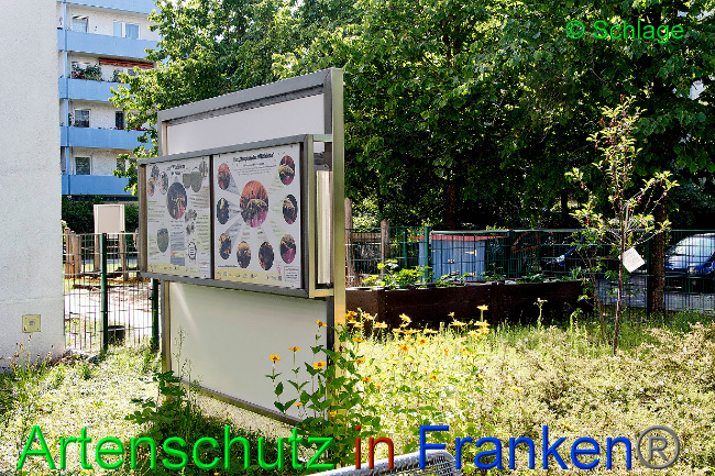 © Artenschutz in Franken® / Schlage Bild zum Eintrag (1027856-160)
