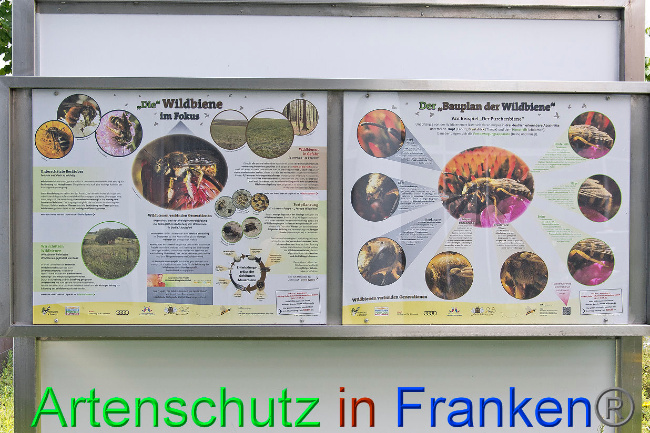 © Artenschutz in Franken® / Schlage Bild zum Eintrag (1027857-160)