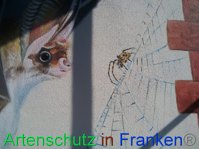 © Artenschutz in Franken® Bild zum Eintrag (1027907-160)