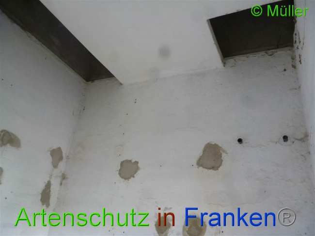 © Artenschutz in Franken® / Müller Bild zum Eintrag (1028085-160)