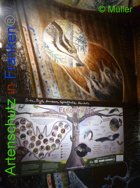 © Artenschutz in Franken® / Müller Bild zum Eintrag (1028099-160)