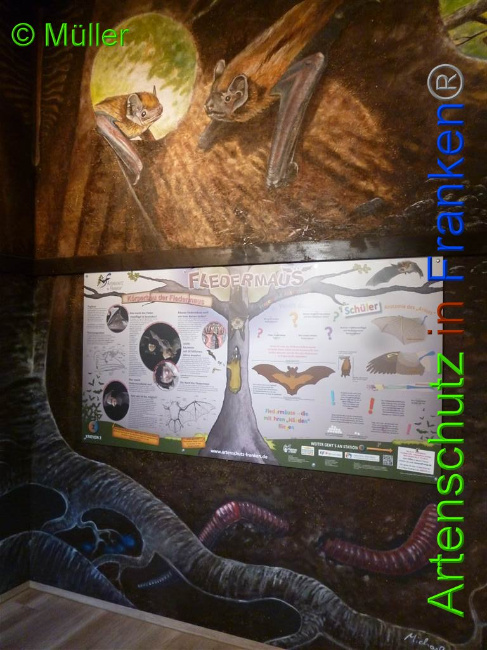 © Artenschutz in Franken® / Müller Bild zum Eintrag (1028100-160)