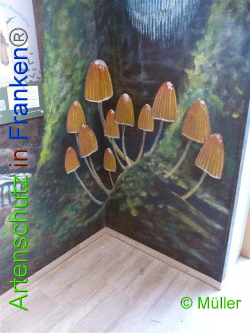 © Artenschutz in Franken® / Müller Bild zum Eintrag (1028104-160)