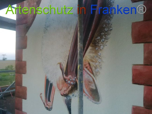 © Artenschutz in Franken® Bild zum Eintrag (1028400-160)