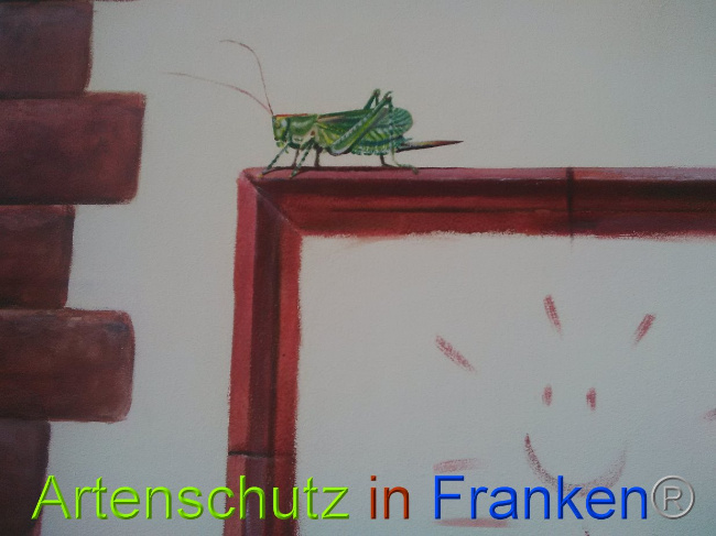 © Artenschutz in Franken® Bild zum Eintrag (1028401-160)