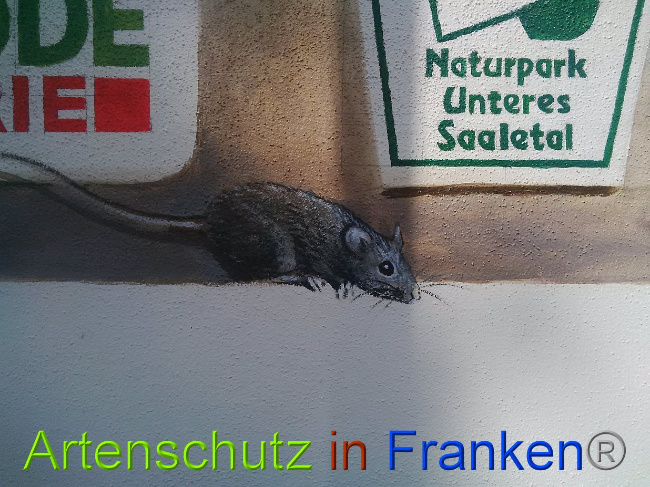 © Artenschutz in Franken® Bild zum Eintrag (1028405-160)