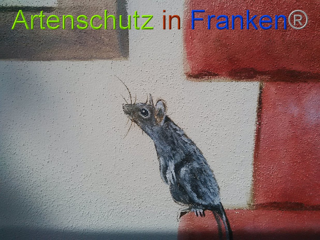 © Artenschutz in Franken® Bild zum Eintrag (1028406-160)