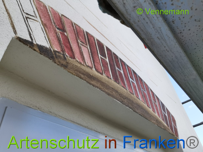 © Artenschutz in Franken® / Vennemann Bild zum Eintrag (1028582-160)