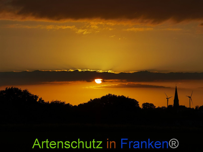 © Artenschutz in Franken® / Vennemann Bild zum Eintrag (1028619-160)