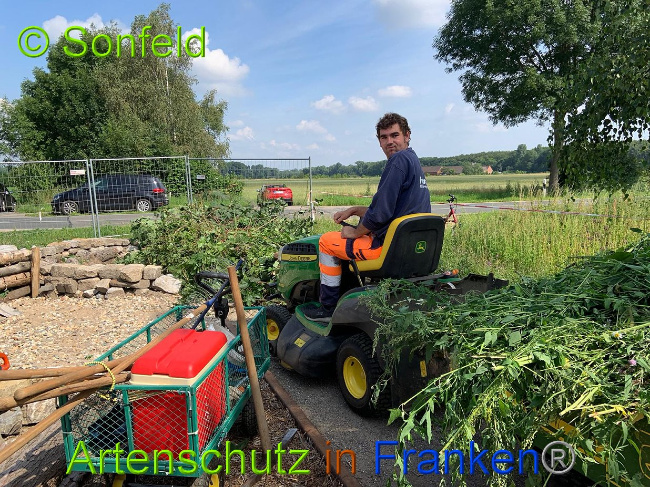 © Artenschutz in Franken® / Sonfeld Bild zum Eintrag (1028698-160)