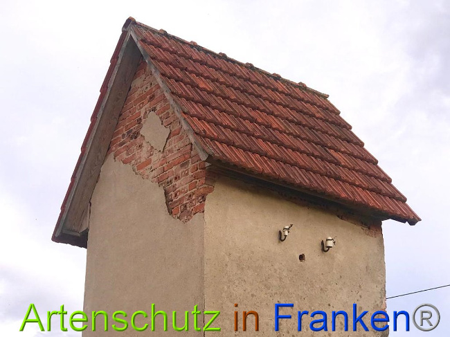 © Artenschutz in Franken® / Tasch - Dorfgemeinschaft Bild zum Eintrag (1029155-160)